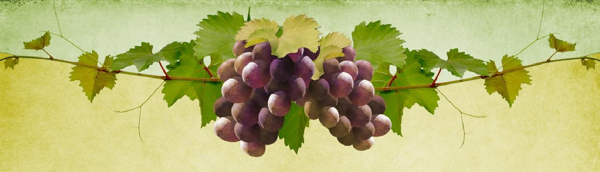 Grape Vine Image with Back
